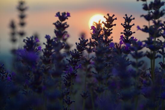 Лавандовые поля в Крыму