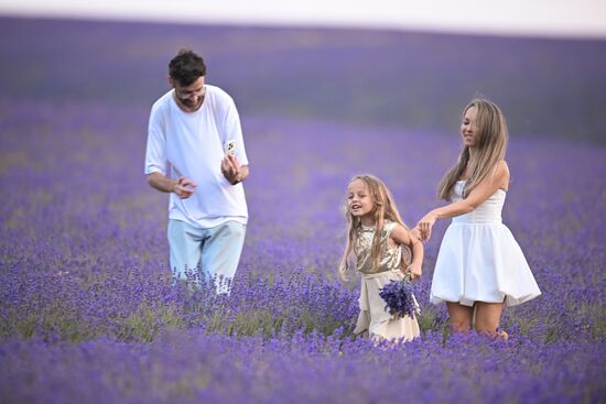 Лавандовые поля в Крыму