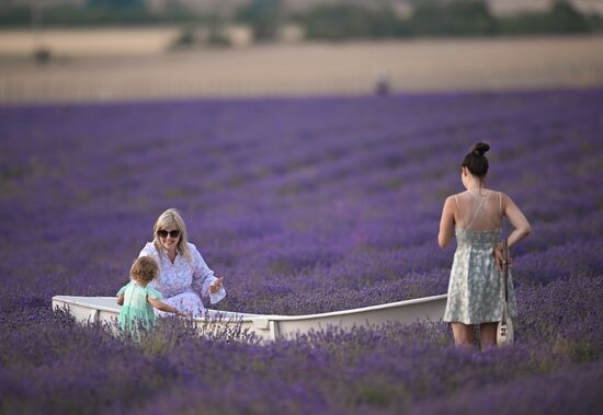Лавандовые поля в Крыму
