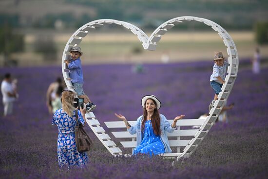 Лавандовые поля в Крыму