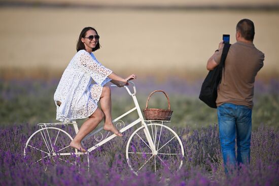 Лавандовые поля в Крыму