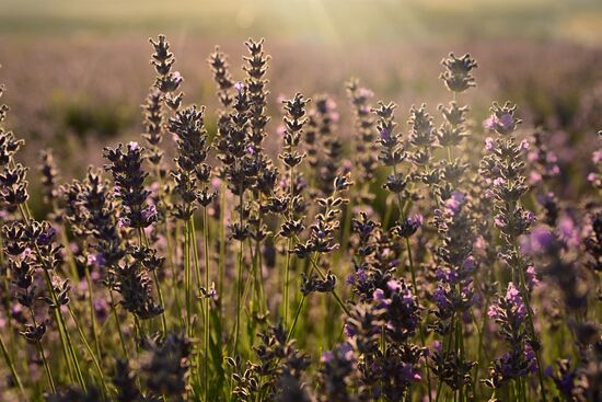 Лавандовые поля в Крыму