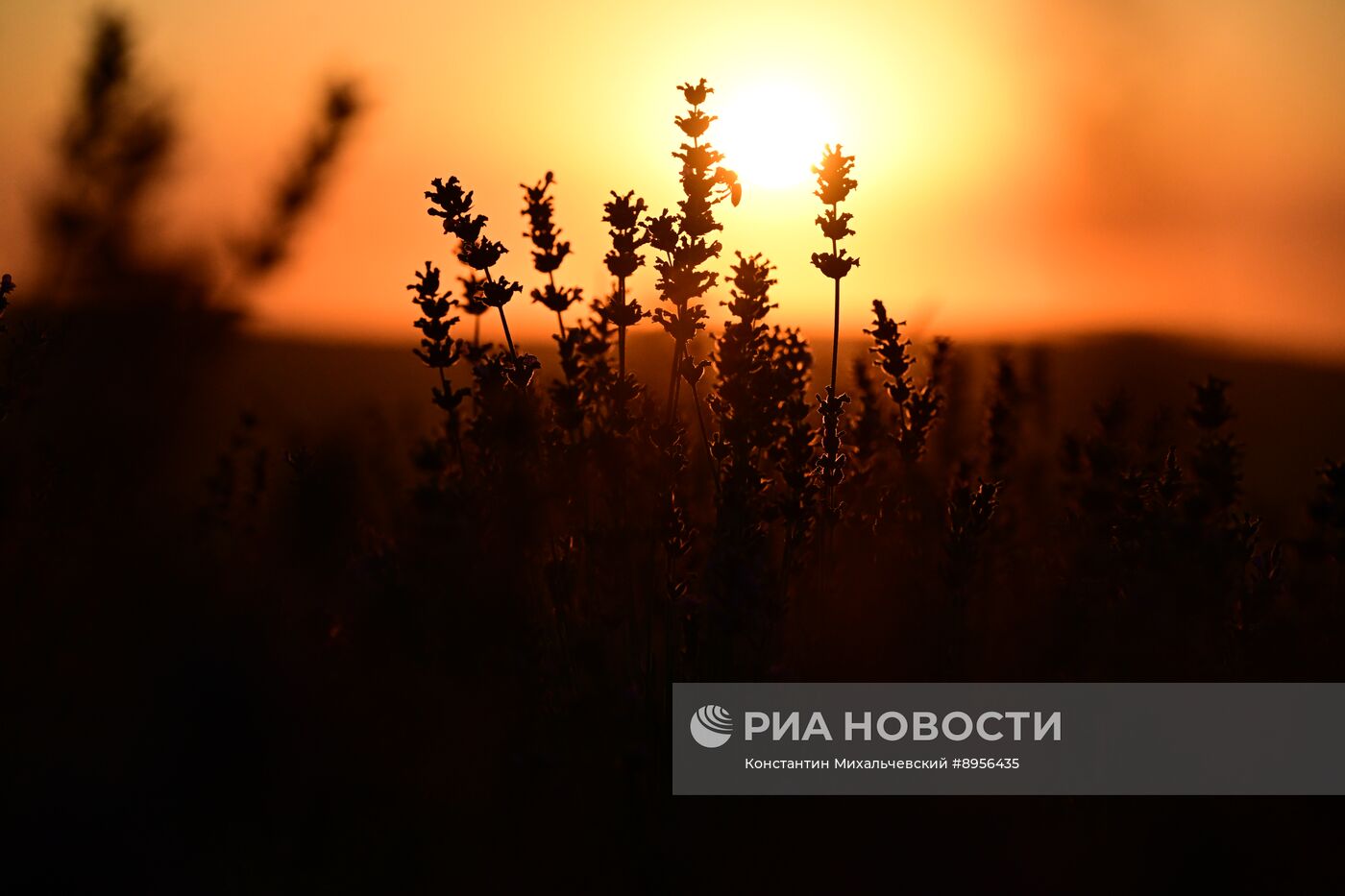 Лавандовые поля в Крыму