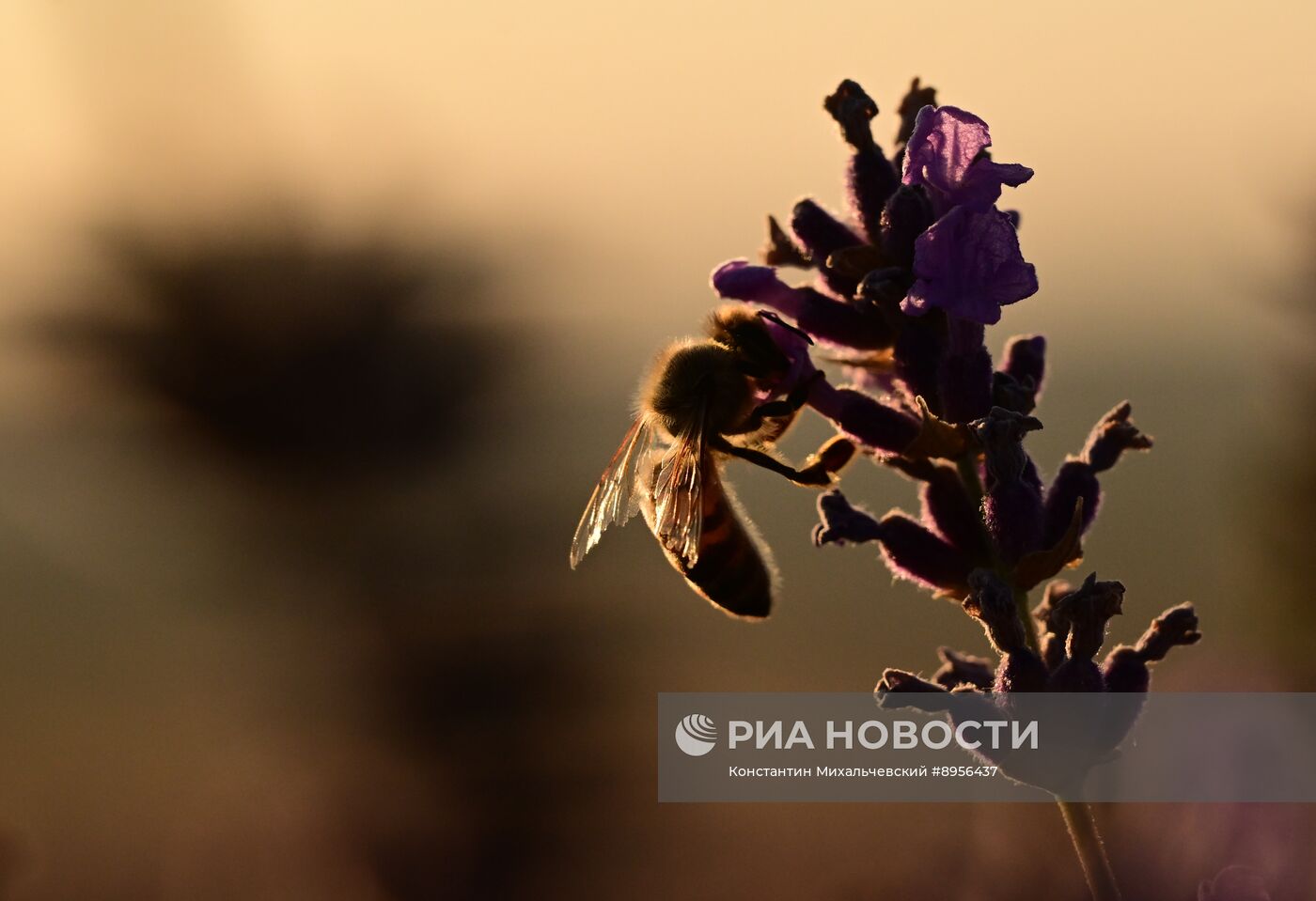 Лавандовые поля в Крыму