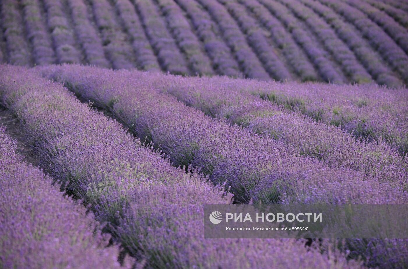 Лавандовые поля в Крыму