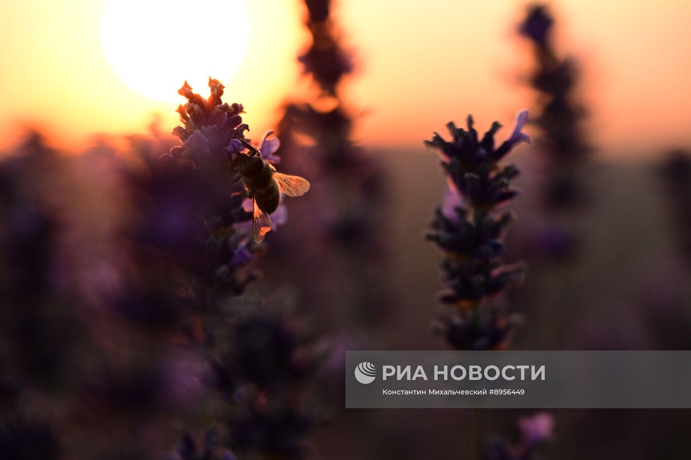 Лавандовые поля в Крыму