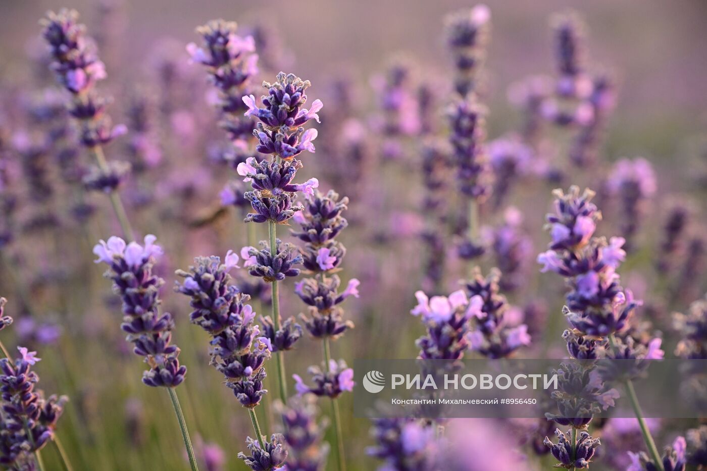 Лавандовые поля в Крыму