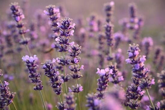 Лавандовые поля в Крыму