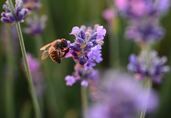 Лавандовые поля в Крыму
