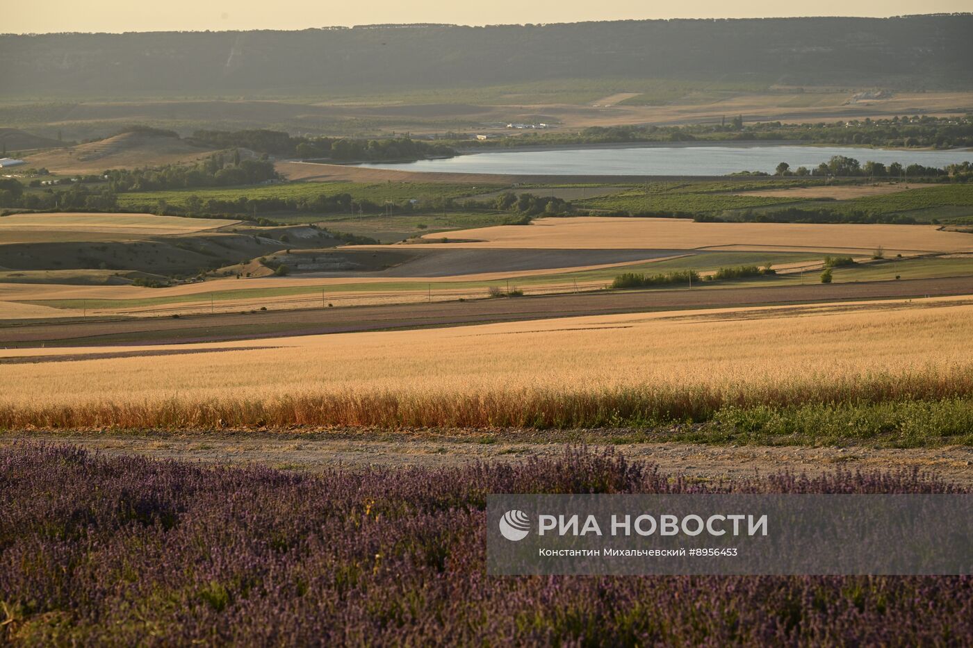 Лавандовые поля в Крыму