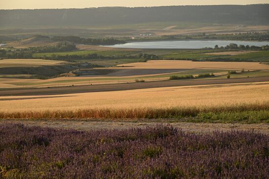 Лавандовые поля в Крыму