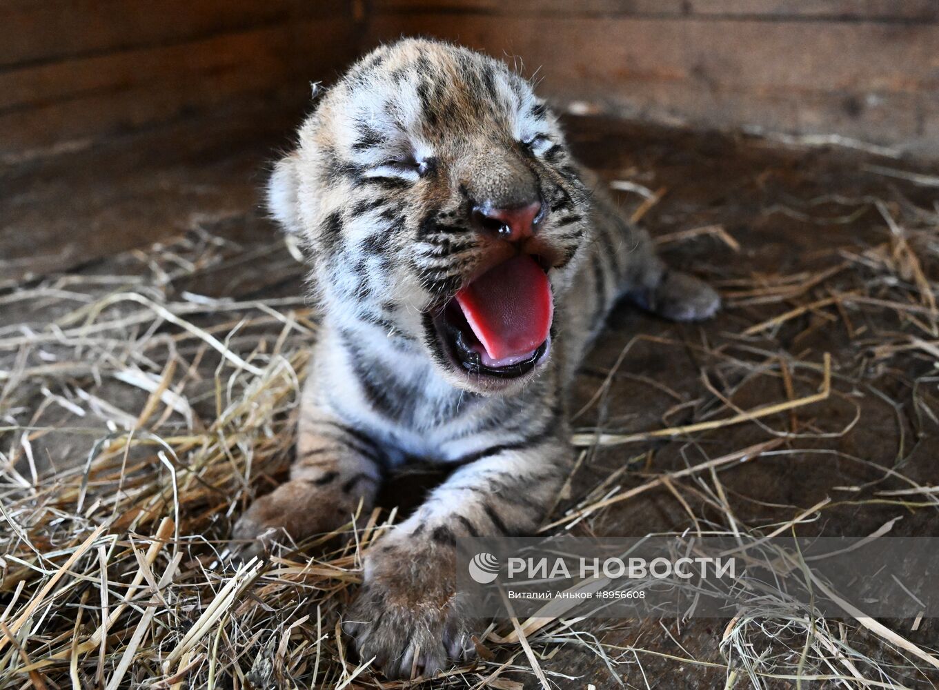 В приморском зоопарке родились два детеныша амурских тигров