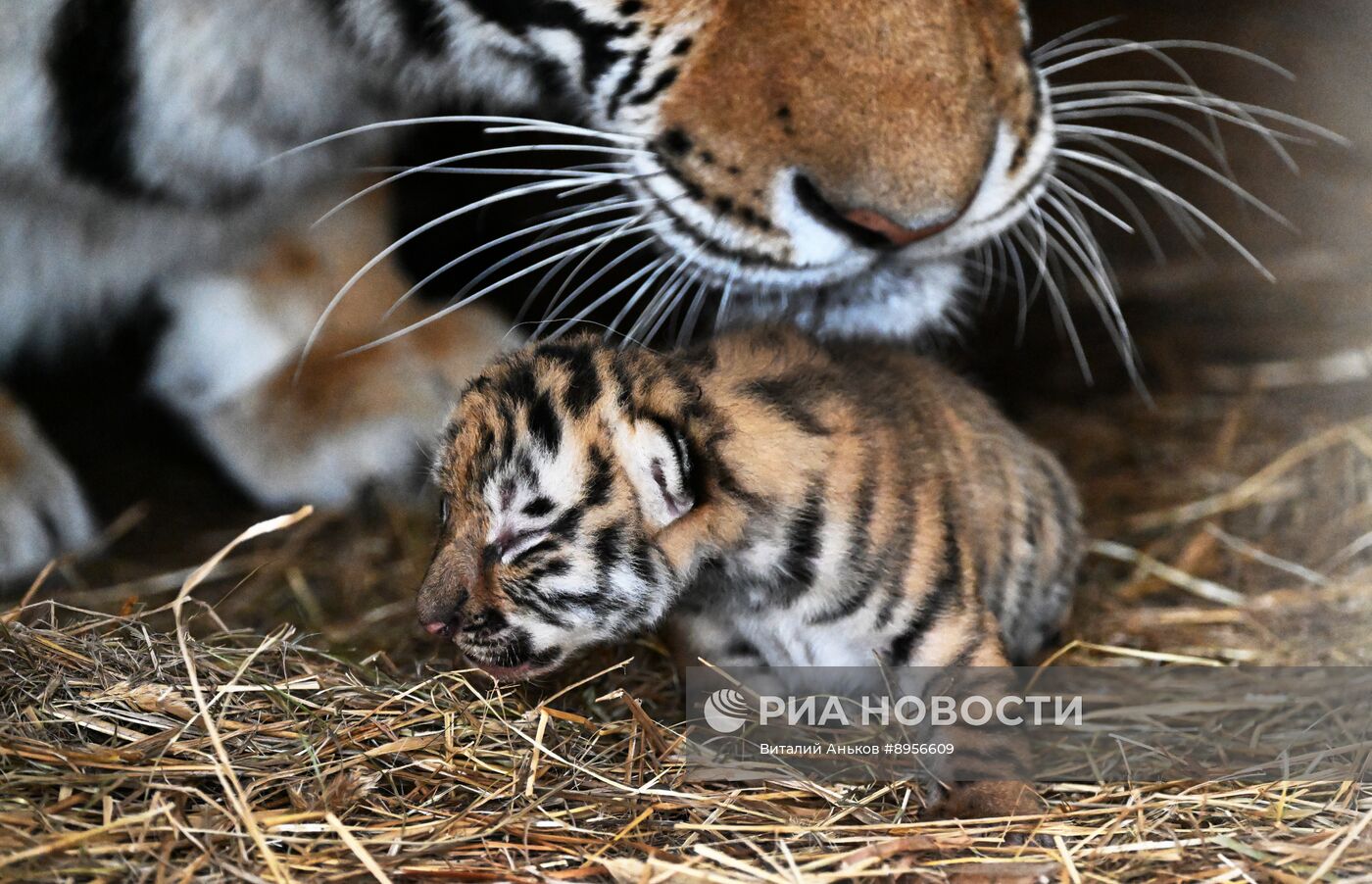 В приморском зоопарке родились два детеныша амурских тигров