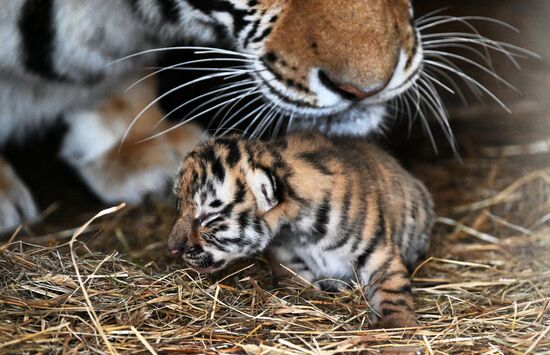 В приморском зоопарке родились два детеныша амурских тигров