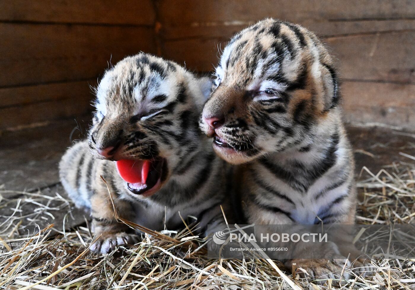 В приморском зоопарке родились два детеныша амурских тигров