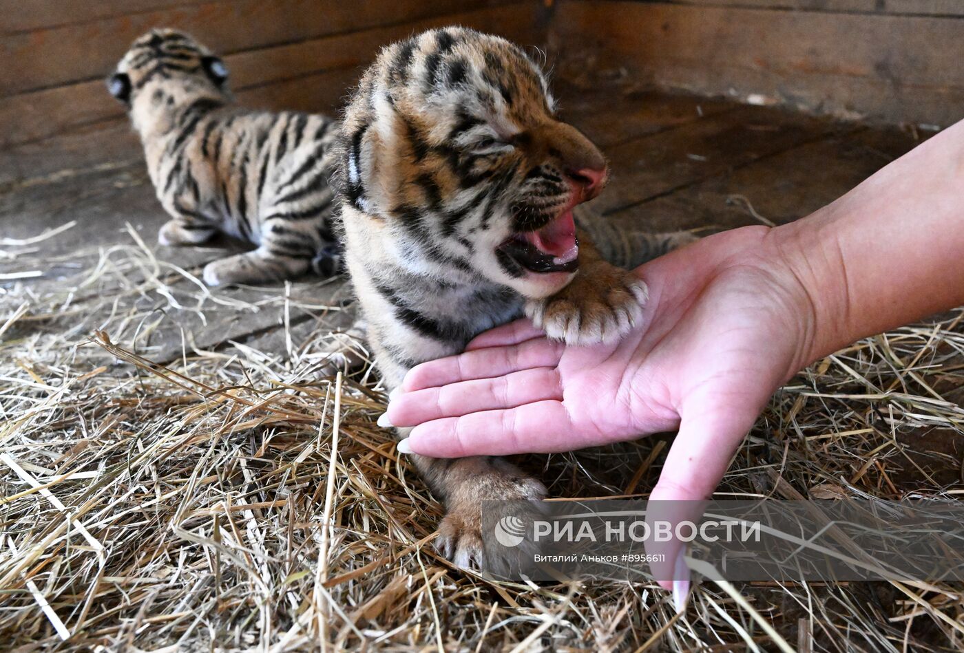 В приморском зоопарке родились два детеныша амурских тигров