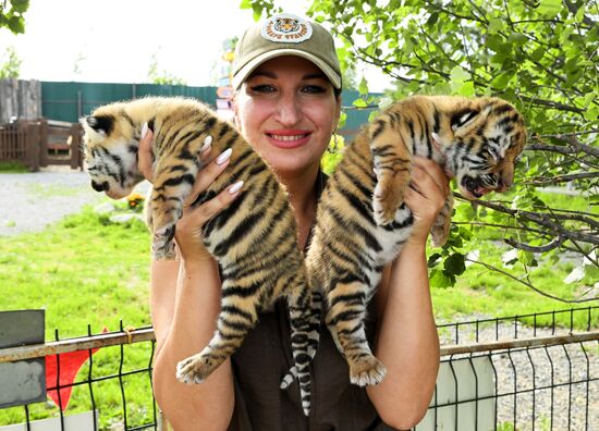 В приморском зоопарке родились два детеныша амурских тигров