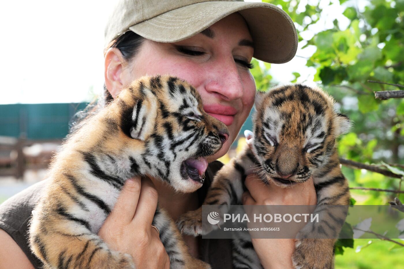 В приморском зоопарке родились два детеныша амурских тигров