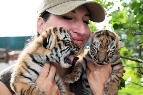 В приморском зоопарке родились два детеныша амурских тигров
