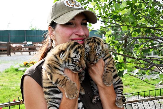 В приморском зоопарке родились два детеныша амурских тигров