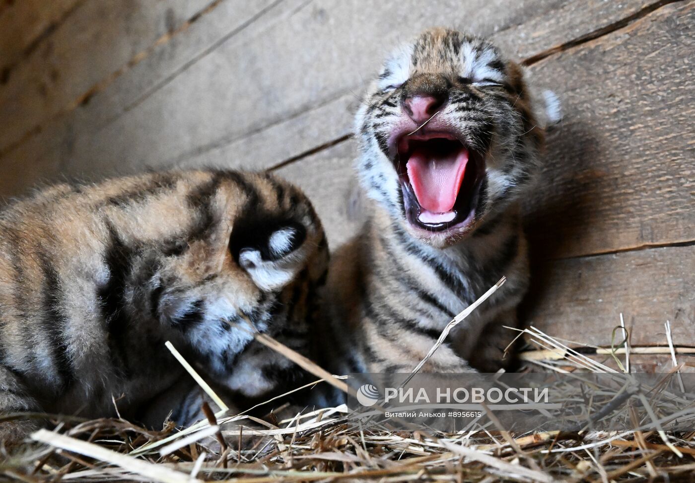 В приморском зоопарке родились два детеныша амурских тигров