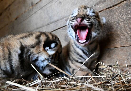 В приморском зоопарке родились два детеныша амурских тигров