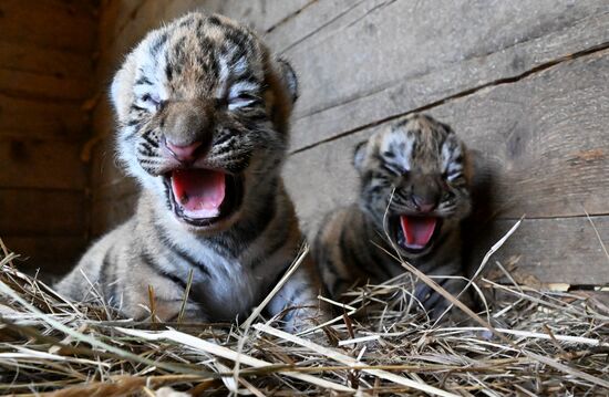 В приморском зоопарке родились два детеныша амурских тигров