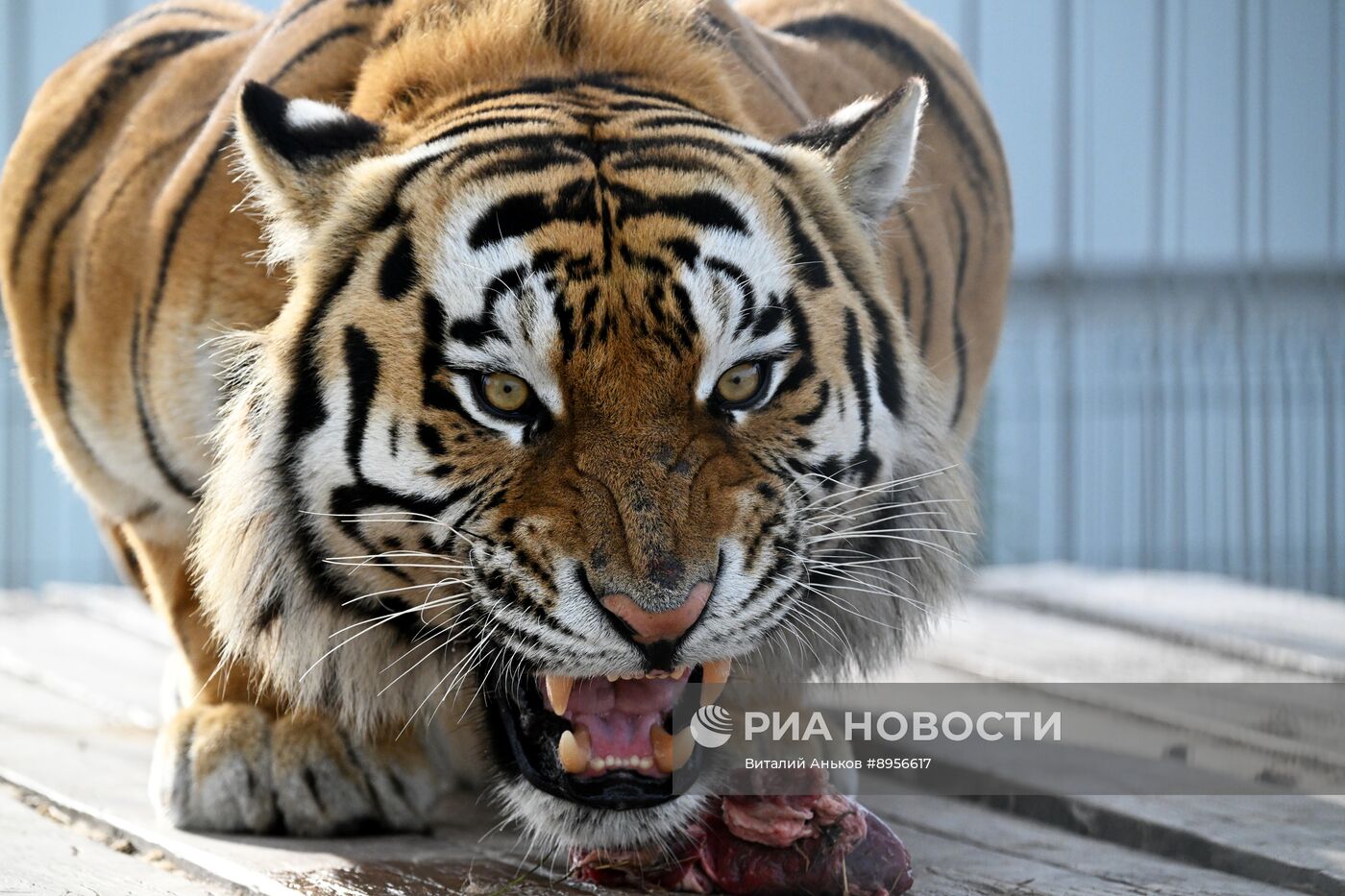 В приморском зоопарке родились два детеныша амурских тигров