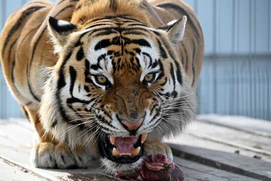 В приморском зоопарке родились два детеныша амурских тигров