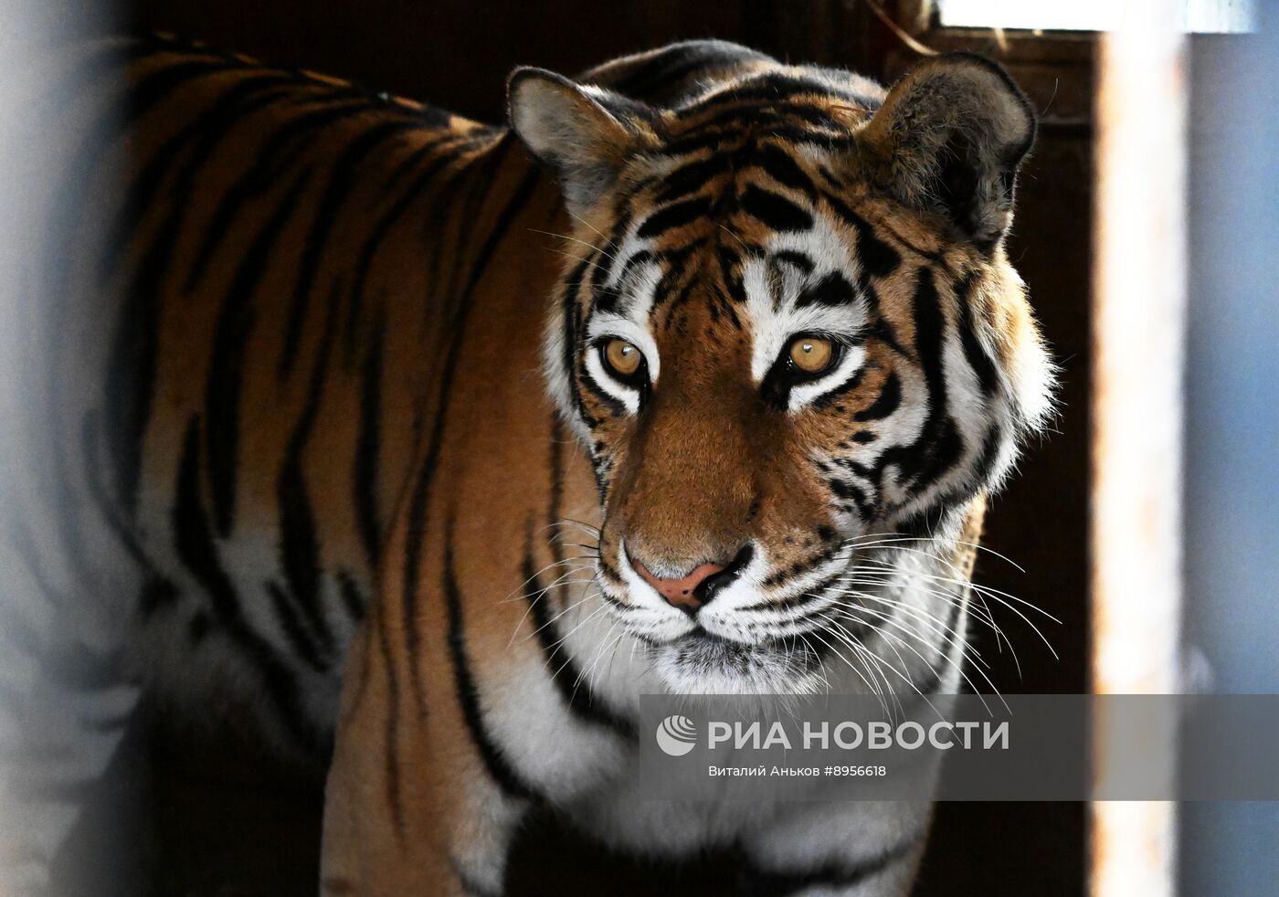 В приморском зоопарке родились два детеныша амурских тигров