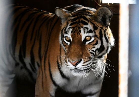 В приморском зоопарке родились два детеныша амурских тигров