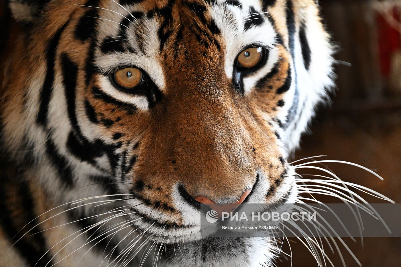 В приморском зоопарке родились два детеныша амурских тигров