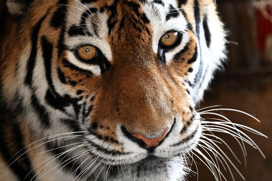 В приморском зоопарке родились два детеныша амурских тигров