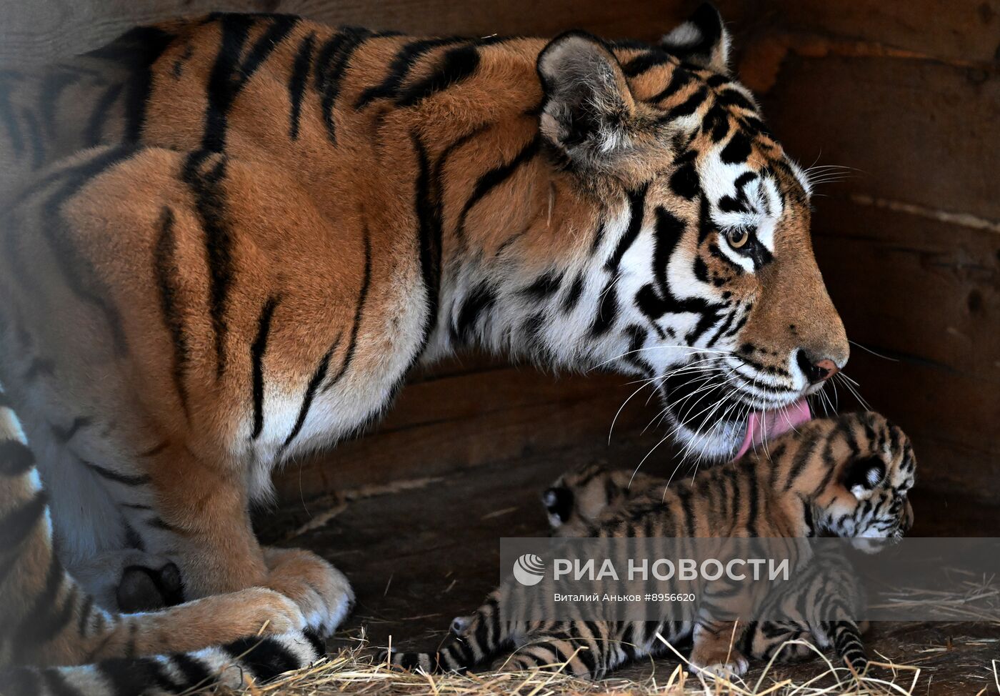 В приморском зоопарке родились два детеныша амурских тигров