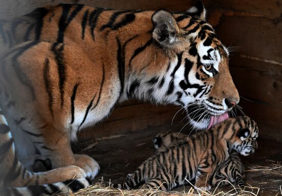 В приморском зоопарке родились два детеныша амурских тигров