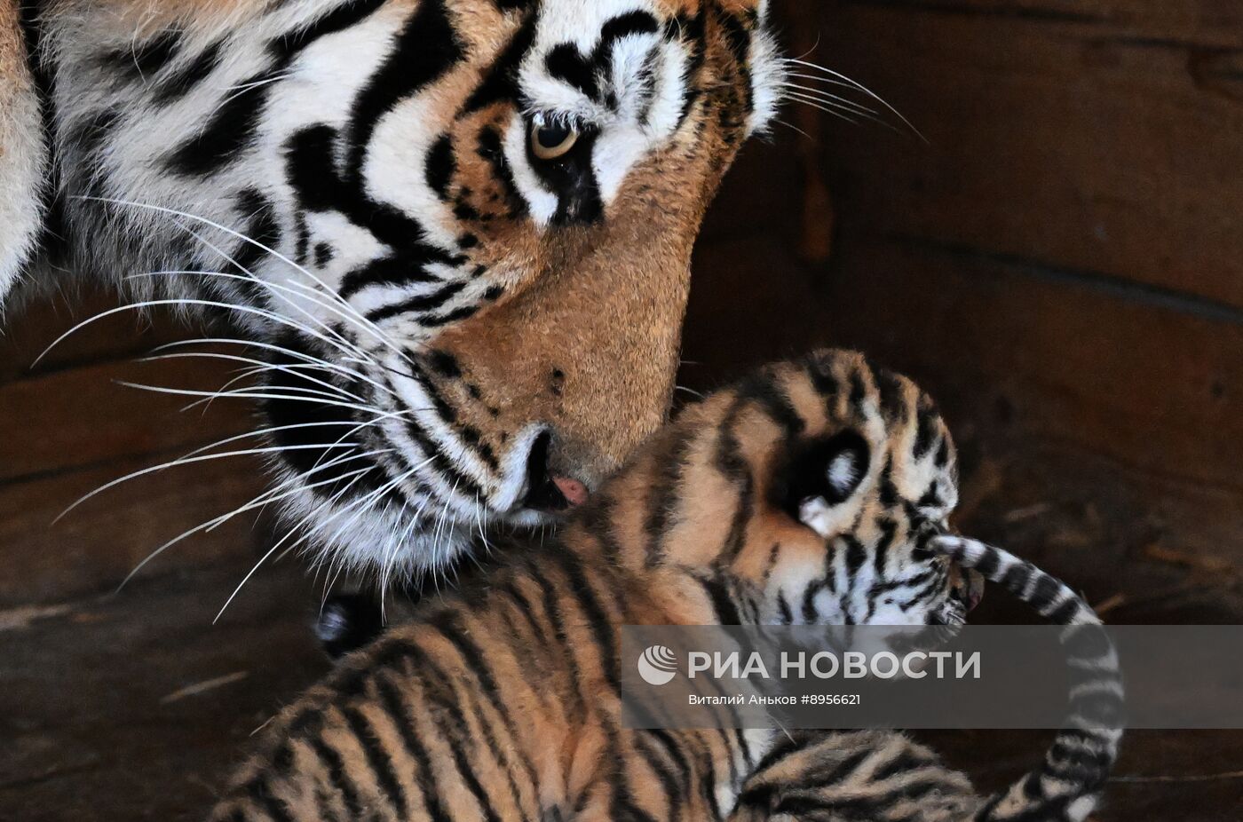 В приморском зоопарке родились два детеныша амурских тигров