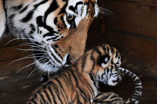 В приморском зоопарке родились два детеныша амурских тигров