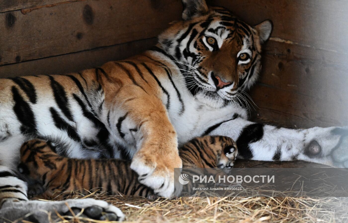 В приморском зоопарке родились два детеныша амурских тигров