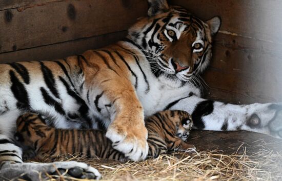 В приморском зоопарке родились два детеныша амурских тигров