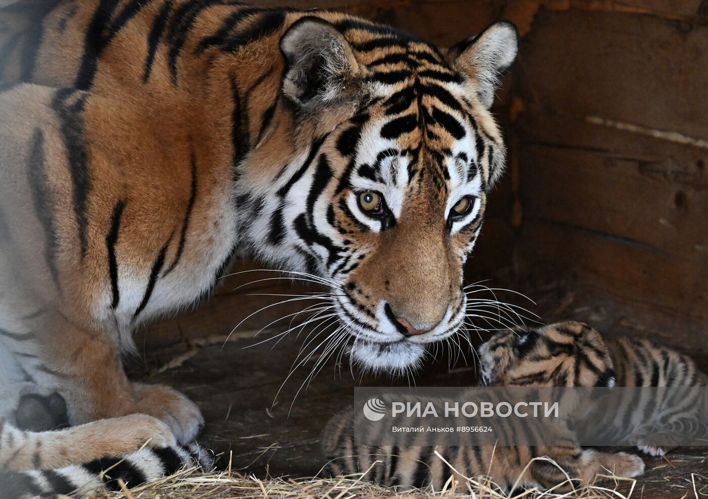 В приморском зоопарке родились два детеныша амурских тигров