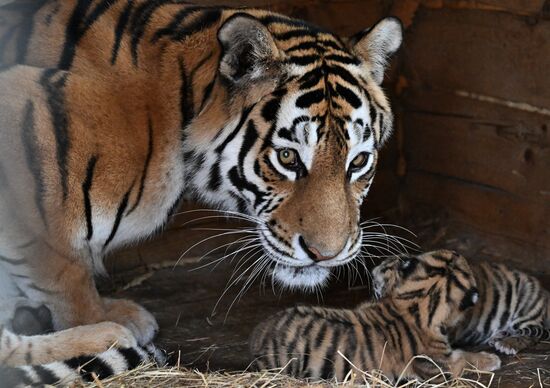 В приморском зоопарке родились два детеныша амурских тигров