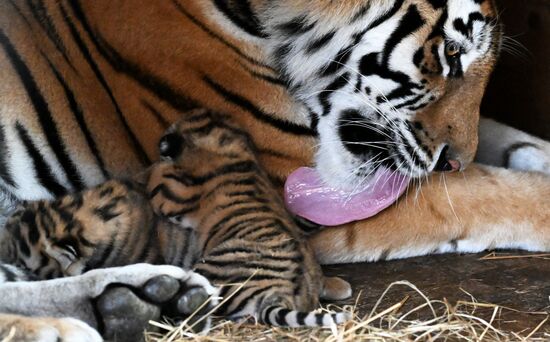 В приморском зоопарке родились два детеныша амурских тигров
