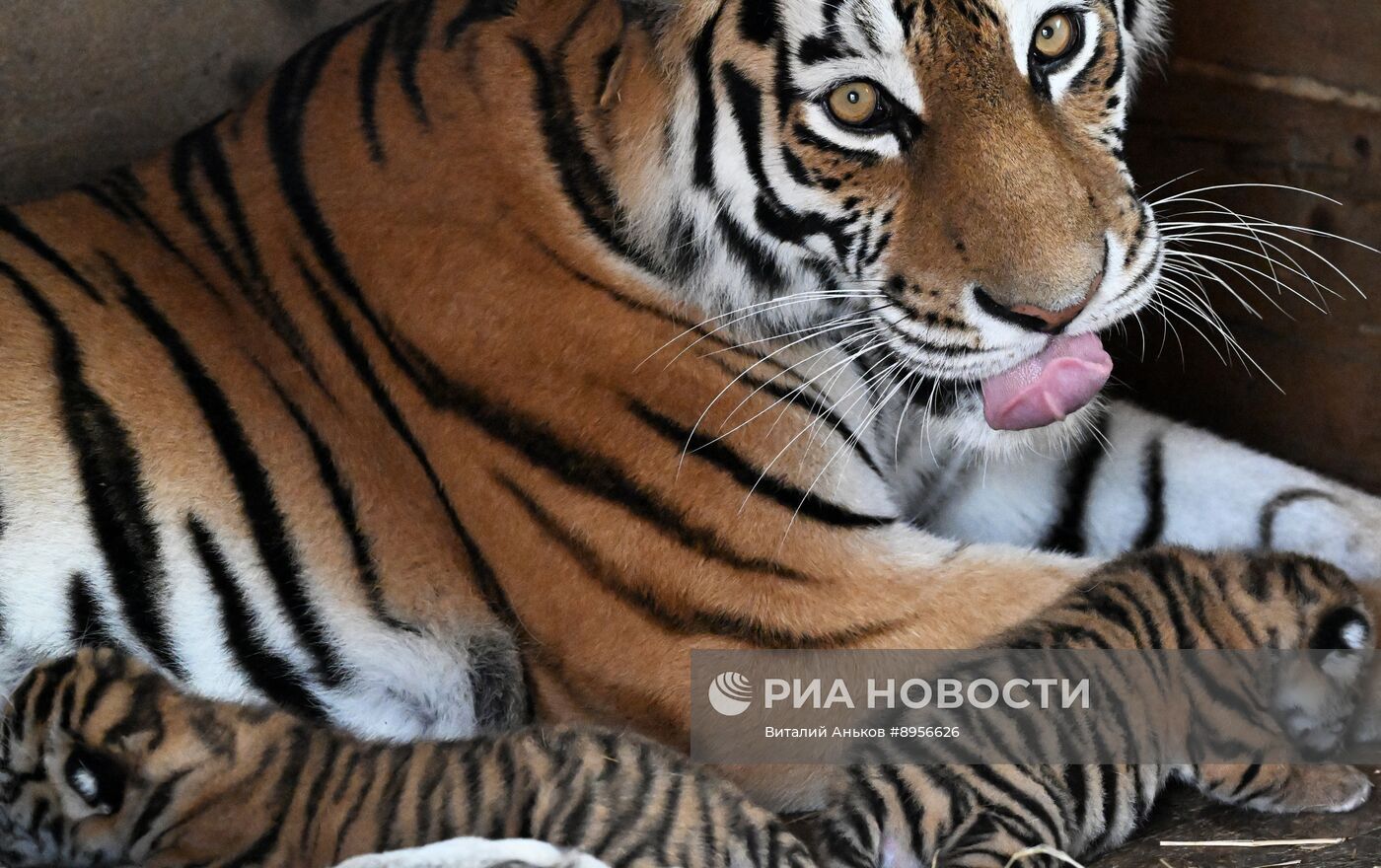 В приморском зоопарке родились два детеныша амурских тигров