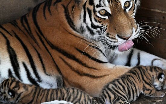 В приморском зоопарке родились два детеныша амурских тигров
