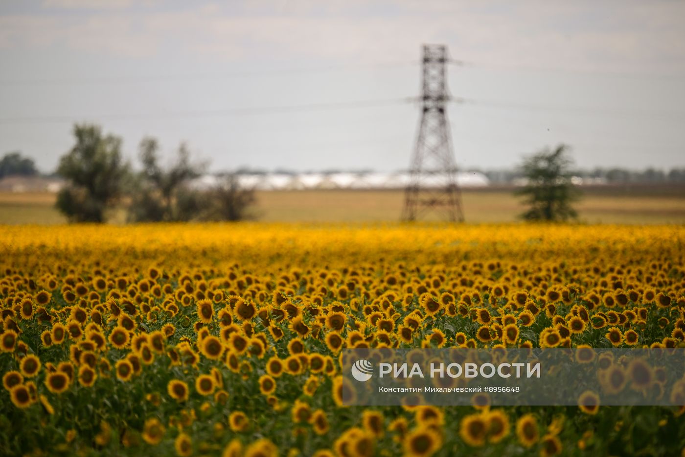 Цветение подсолнечника в Крыму