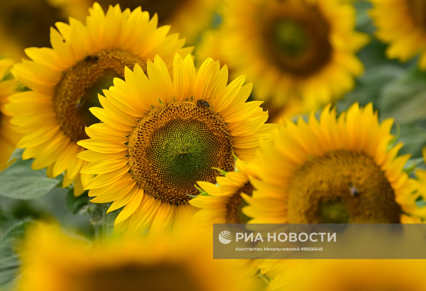 Цветение подсолнечника в Крыму