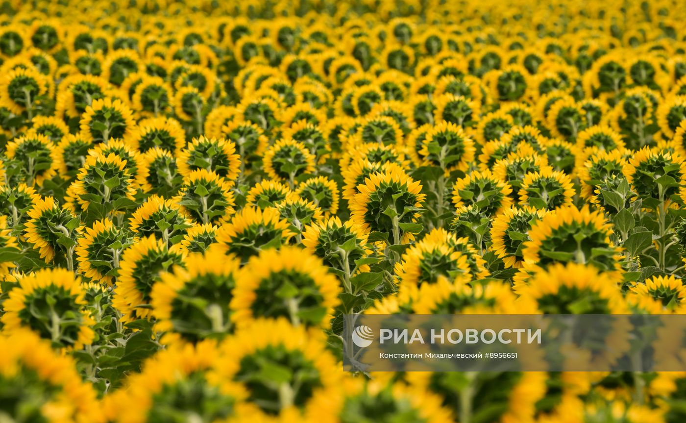 Цветение подсолнечника в Крыму