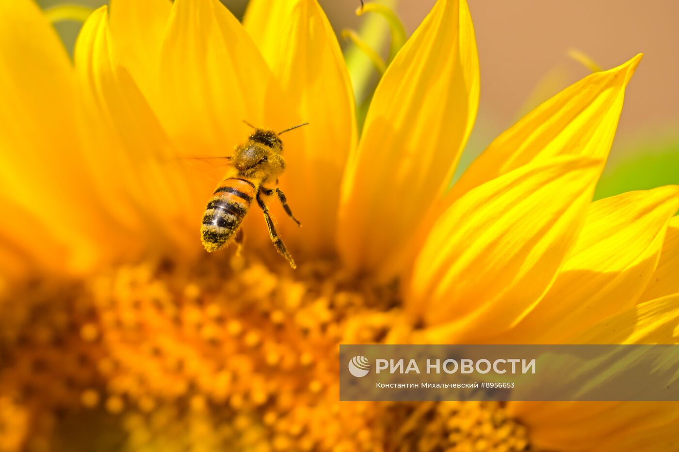 Цветение подсолнечника в Крыму
