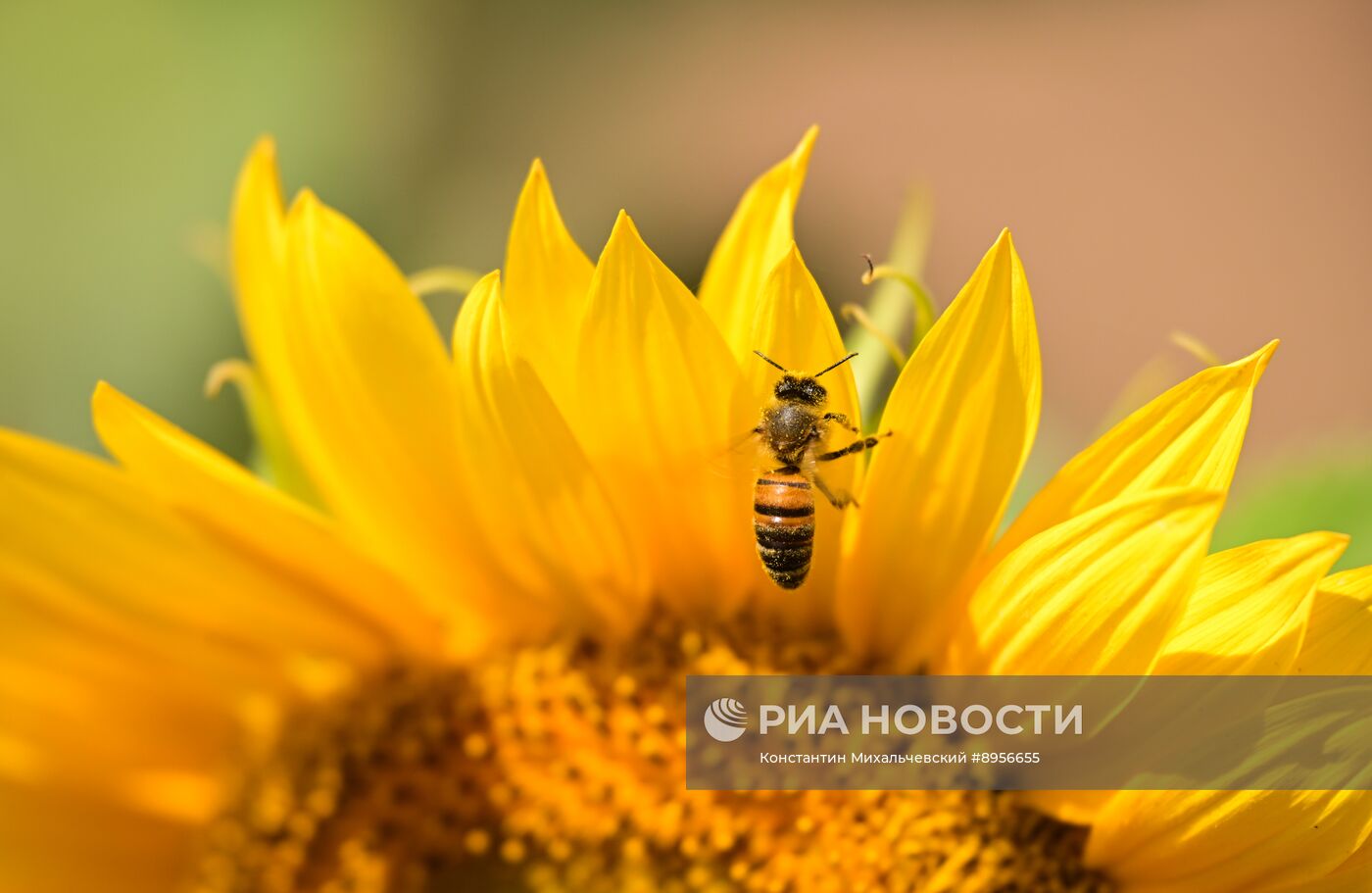 Цветение подсолнечника в Крыму