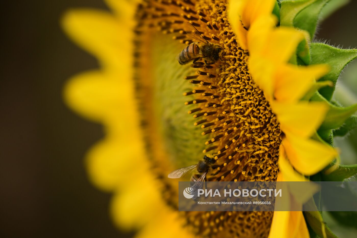 Цветение подсолнечника в Крыму